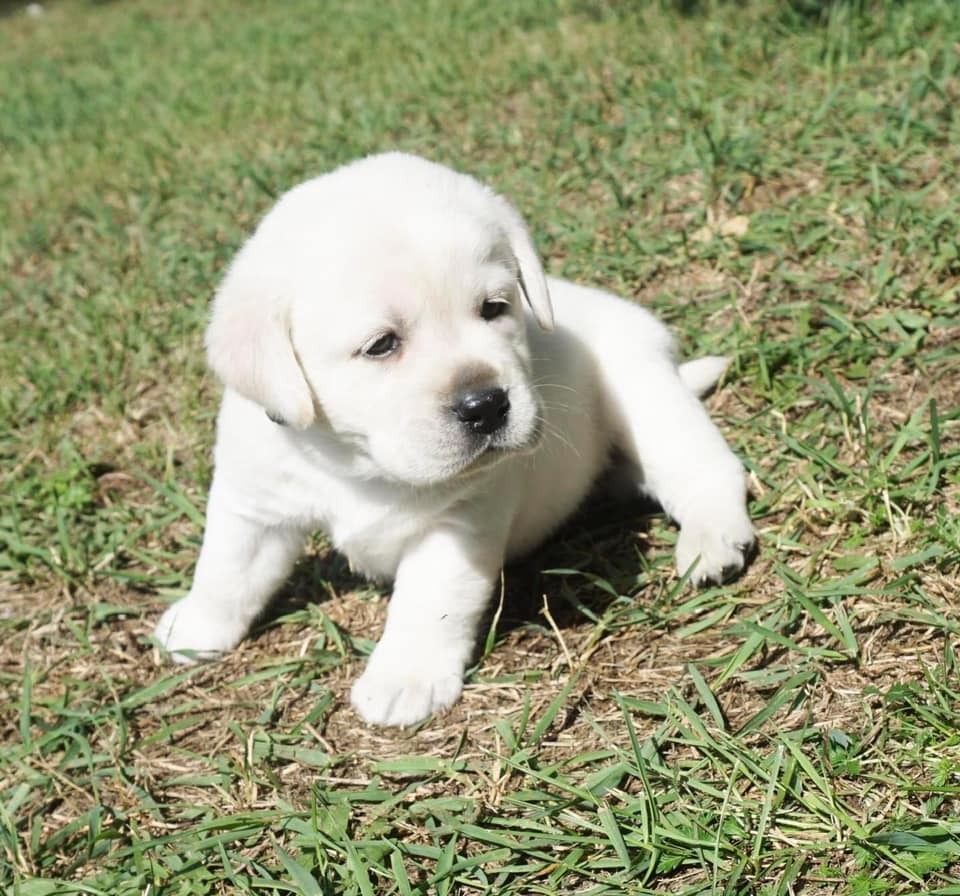 Buy Health-certified Labrador retriever dogs in Hyderabad at the best prices - Breed n Breeder 